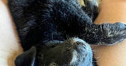 Jinx joined the competition — help win amazing prizes! puppy, dog, black_fur, pet, animal, lap, human_hand, cute, lying_down, indoors, close_up, fur, eyes, nose, whiskers, resting, caring, wristband, skin, relaxed
