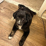 Jinx joined the competition — help win amazing prizes! puppy, dog, black_dog, white_markings, wooden_floor, carpet, indoor, pet, animal, cute, young_dog, laying_down, flooring, door_frame, fur, small_dog, adorable, looking_up, companion, domestic_animal
