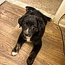 puppy, dog, black_dog, white_markings, wooden_floor, carpet, indoor, pet, animal, cute, young_dog, laying_down, flooring, door_frame, fur, small_dog, adorable, looking_up, companion, domestic_animal