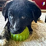 Jinx is registered to the contest to win money with this photo: puppy, dog, black_dog, toy, green_toy, chewing, carpet, indoor, pet, cute, young, animal, fur, ears, nose, floor, playing, closeup, domestic_animal, room