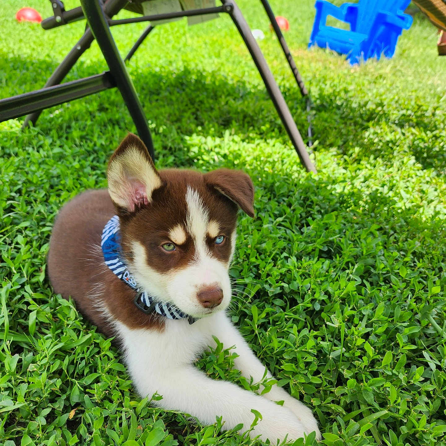 Onyx joined the competition — help win amazing prizes! animal, backyard, blue_chair, brown_and_white, chair, collar, dog, fence, grass, greenery, heterochromia, lawn, outdoor, person, pet, puppy, relaxing, shade, sunlight, young_dog