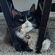 Mowgli joined the competition — help win amazing prizes! cat, black_and_white, fluffy, pet, animal, portrait, indoors, carpet, chair, furniture, sitting, lying_down, whiskers, green_eyes, pink_nose, collar, bell, long_hair, living_room, funny