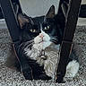 cat, black_and_white, fluffy, pet, animal, portrait, indoors, carpet, chair, furniture, sitting, lying_down, whiskers, green_eyes, pink_nose, collar, bell, long_hair, living_room, funny