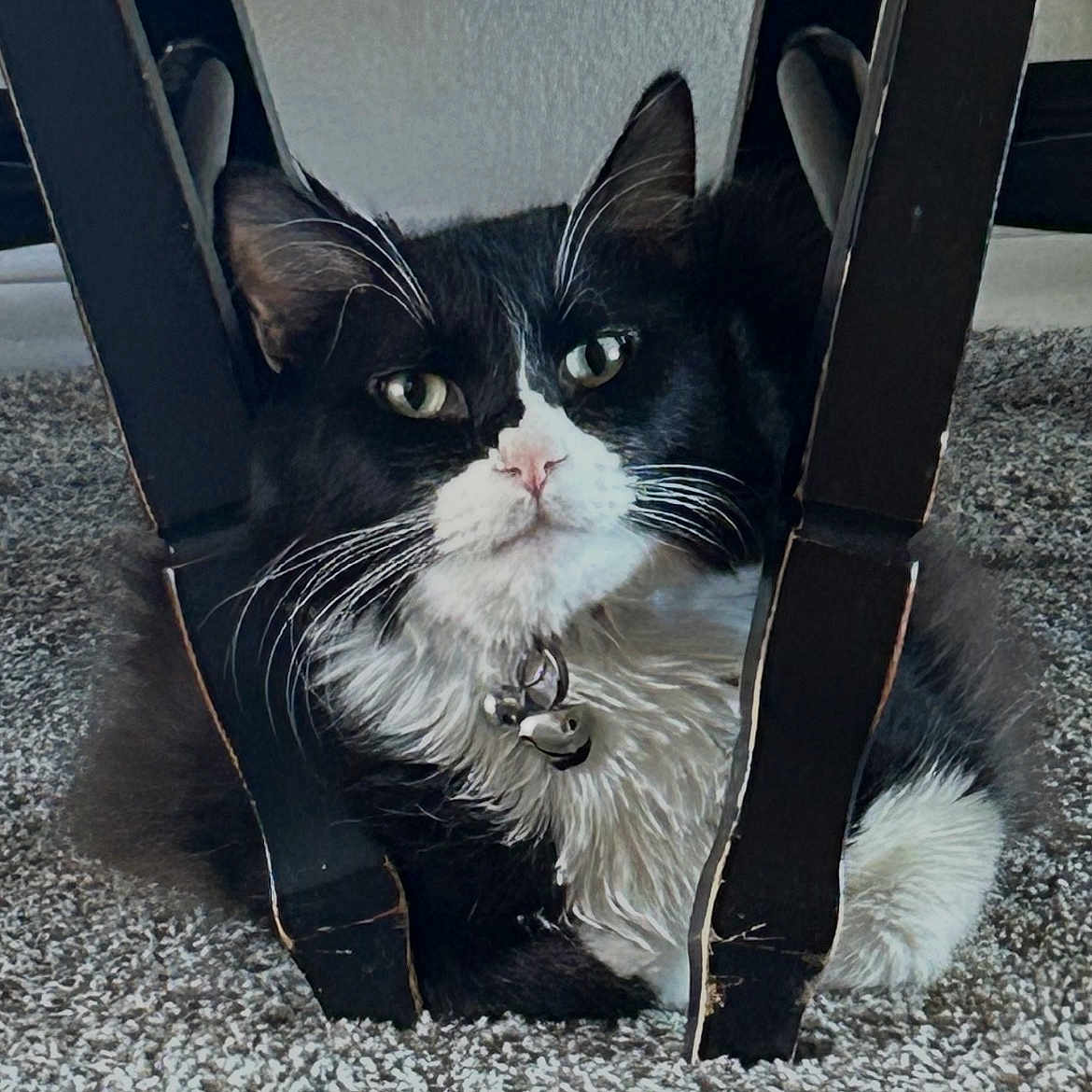 Mowgli