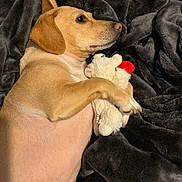 Polly is registered to the contest to win money with this photo: dog, plush_toy, blanket, brown_dog, pet, cozy, lying_down, soft_texture, indoor, cute, animal, snuggling, fur, relaxed, comfort, bed, resting, toy, domestic_animal, warm