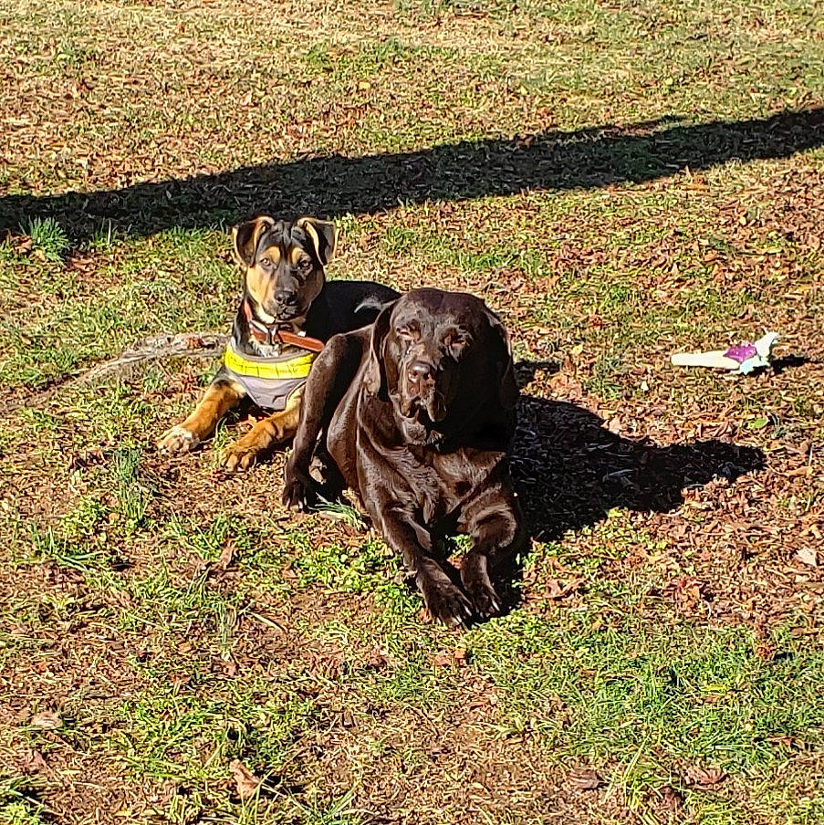 Reginald is registered to the contest to win money with this photo: canidae, carnivore, companion_dog, dog, dog_breed, dog_collar, fawn, grass, groundcover, guard_dog, liver, molosser, plant, snout, soil, sporting_group, tail, terrestrial_animal, working_animal, working_dog