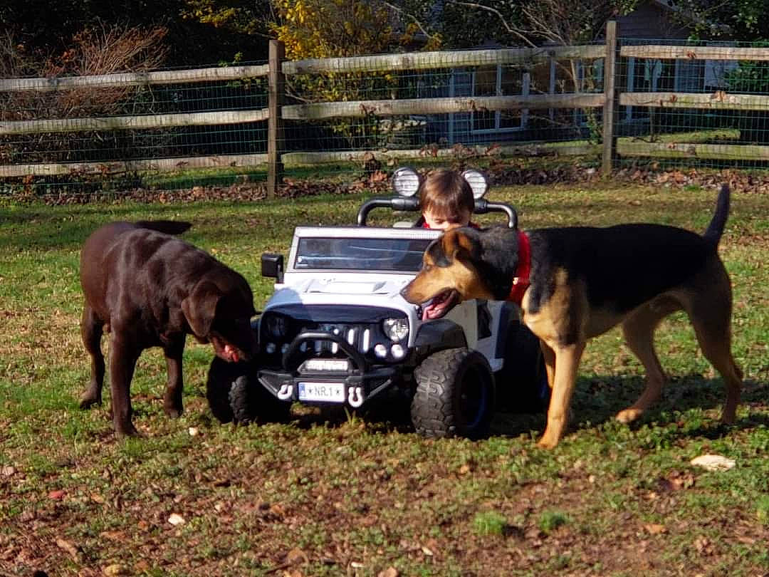 Reginald joined the competition — help win amazing prizes! automotive_exterior, canidae, car, carnivore, dog, dog_breed, fawn, fence, grass, livestock, motor_vehicle, plant, sporting_group, terrestrial_animal, tire, tree, vehicle, vehicle_registration_plate, wheel, working_animal