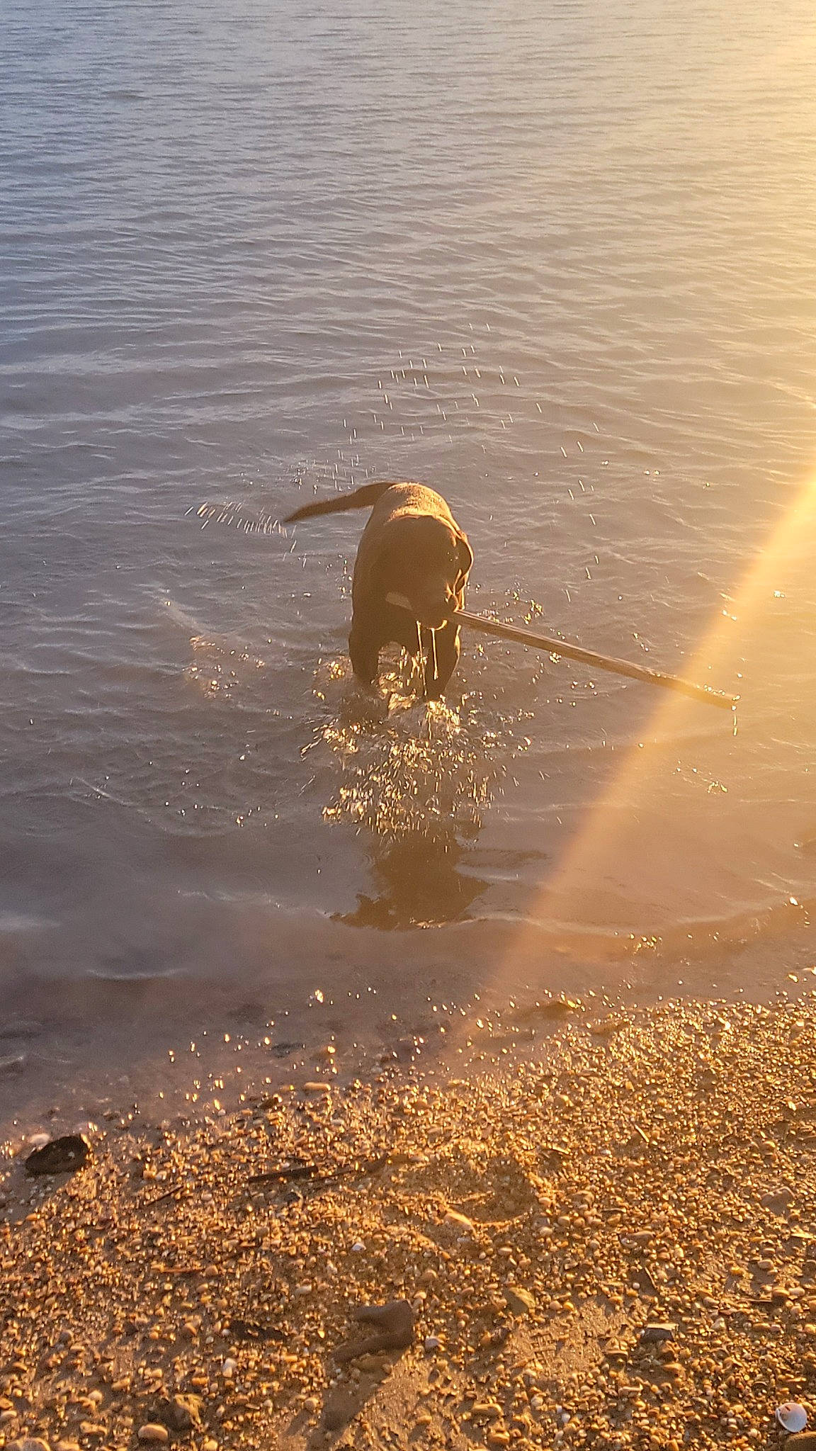 Reginald joined the competition — help win amazing prizes! beach, canidae, dog, dog_breed, evening, horizon, lake, landscape, liquid, ocean, reflection, sand, shadow, soil, sporting_group, water, wave, wildlife, wind_wave, working_animal
