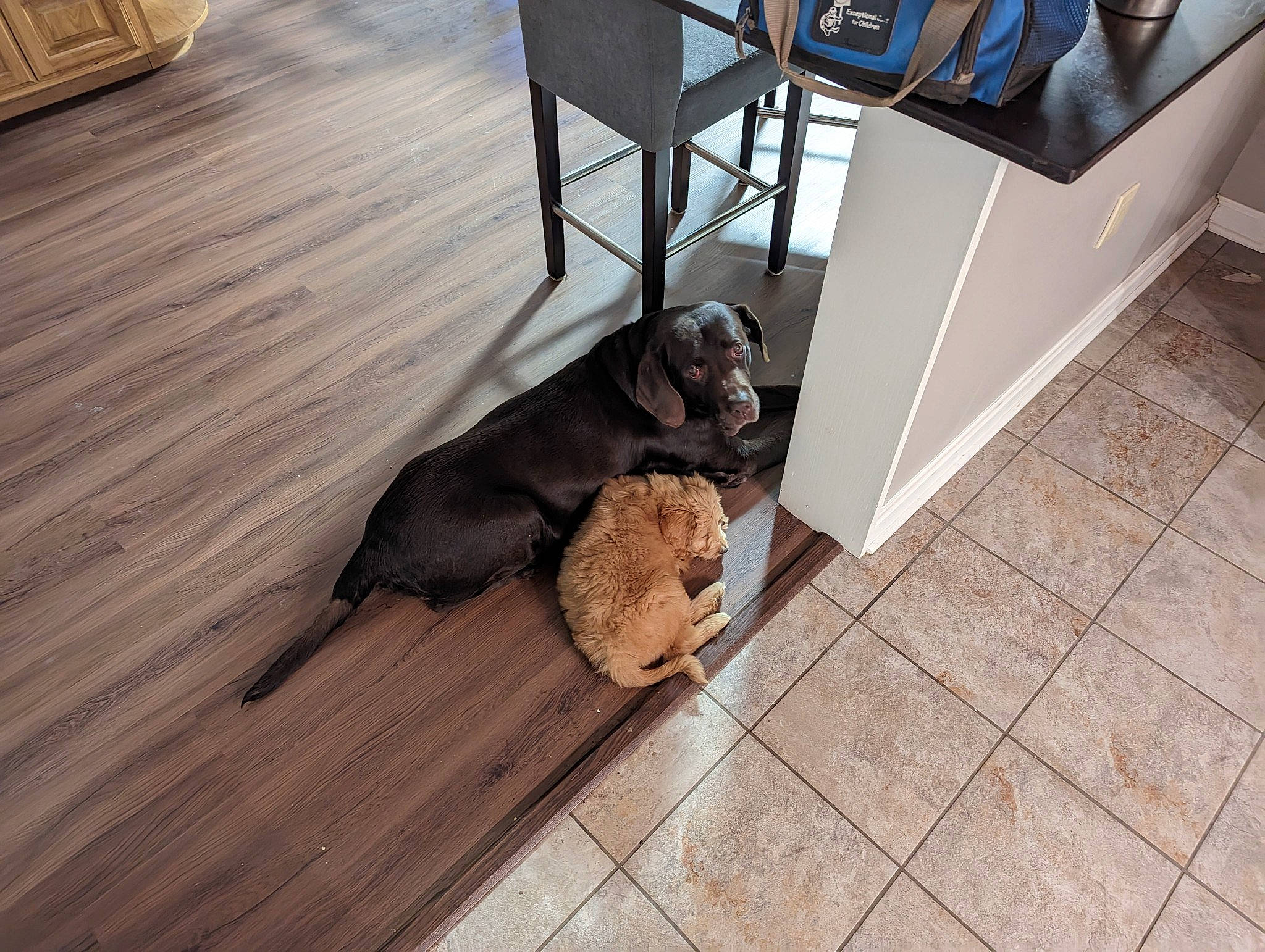 Lila is registered to the contest to win money with this photo: carnivore, chair, comfort, companion_dog, dog, dog_breed, floor, flooring, hardwood, laminate_flooring, liver, pet_supply, plank, sporting_group, tail, varnish, wood, wood_flooring, wood_stain, working_animal