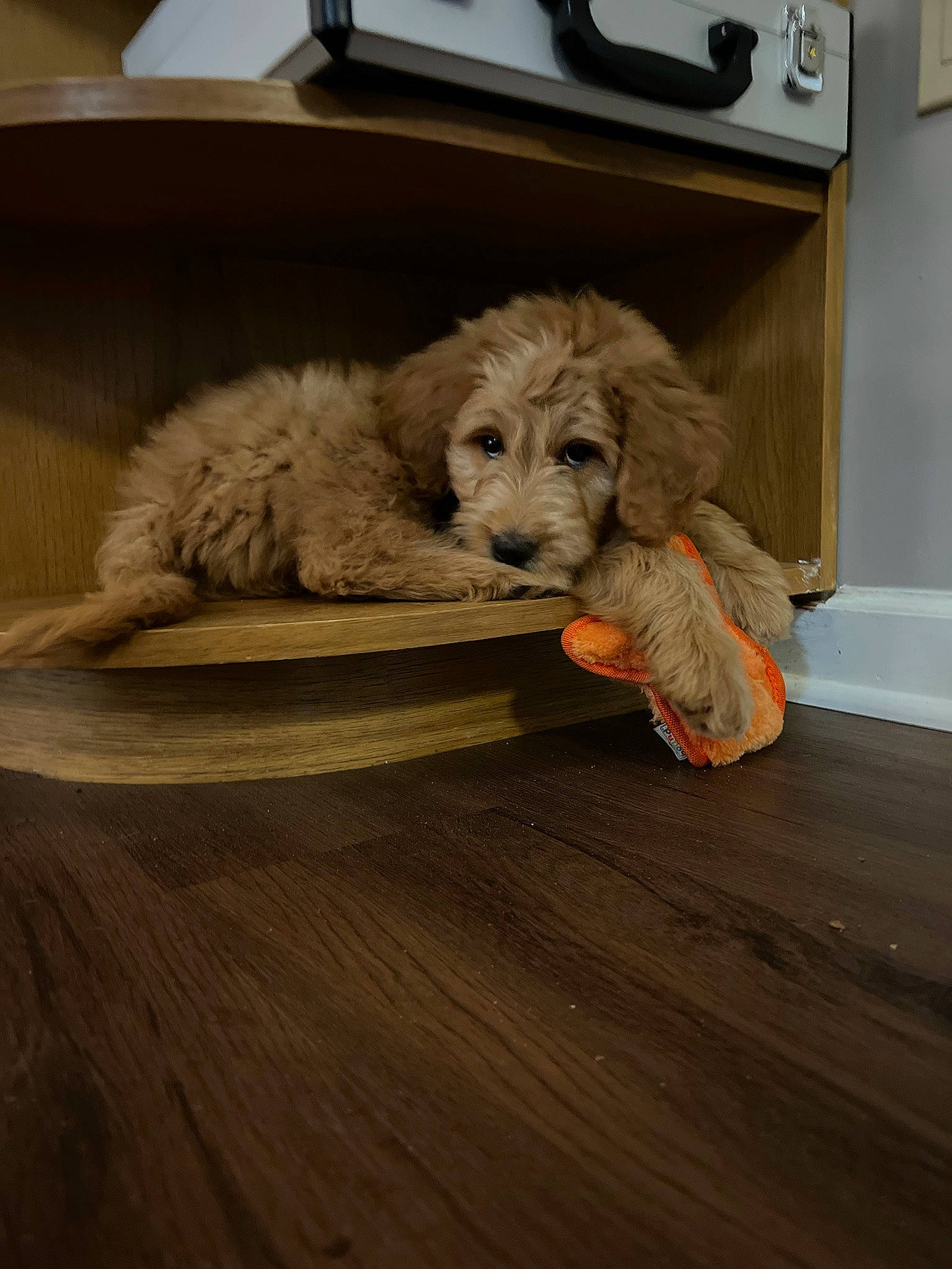 Lila is registered to the contest to win money with this photo: canidae, carnivore, comfort, companion_dog, dog, dog_breed, fawn, felidae, floor, flooring, fur, hardwood, laminate_flooring, liver, snout, sporting_group, toy_dog, water_dog, whiskers, wood