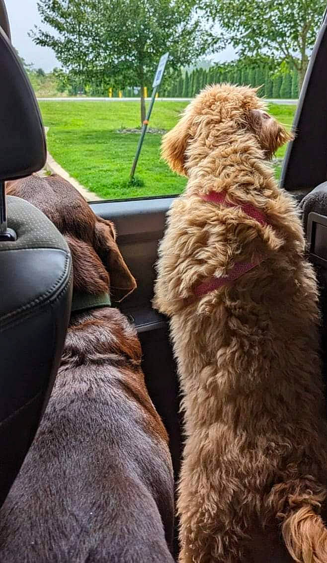 Lila is registered to the contest to win money with this photo: canidae, car_seat, car_seat_cover, carnivore, companion_dog, dog, dog_breed, family_car, fawn, fur, grass, human_leg, liver, plant, sporting_group, steering_wheel, tree, vehicle_door, windshield, working_animal