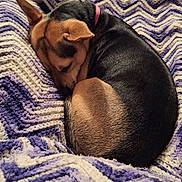 Star Lynn Felix joined the competition — help win amazing prizes! dog, sleeping, blanket, cozy, curled_up, pet, fur, brown, black, purple, white, texture, resting, indoors, animal, collar, cute, relaxed, companion, warm