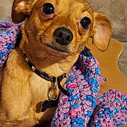 Josephina Ann Felix joined the competition — help win amazing prizes! dog, small_dog, brown_dog, blanket, crocheted_blanket, colorful_blanket, collar, pet_tag, indoor, close_up, cute, curious, animal, cozy, snug, portrait, furry, ears, face, companion