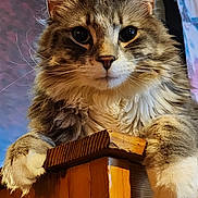 Oliver joined the competition — help win amazing prizes! abyssinian, accessories, angora, animal, cat, chair, couch, furniture, hardwood, indoors, interiordesign, kitten, manx, pet, plywood, shelf, siamese, stainedwood, strap, wood