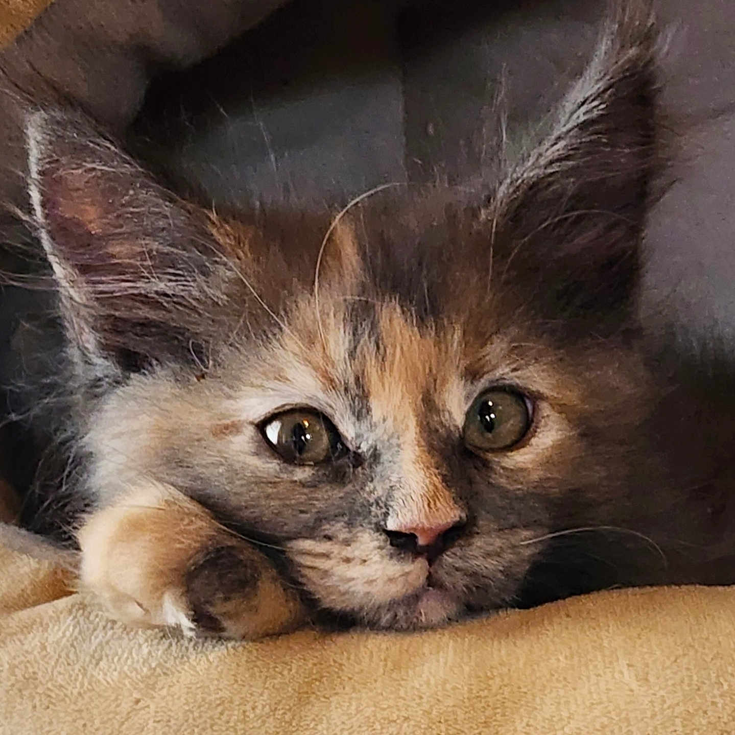 Rosie joined the competition — help win amazing prizes! animal, blanket, cat, close_up, cozy, cute, domestic, ears, eyes, feline, fur, kitten, pet, portrait, relaxed, resting, sleepy, soft, whiskers, young