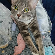Sr Asher is registered to the contest to win money with this photo: abyssinian, animal, applique, blanket, cat, cushion, egyptiancat, homedecor, kitten, laundry, linen, manx, pattern, person, pet, plush, quilt, sleeping, towel, toy