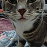 Sr Asher is registered to the contest to win money with this photo: abyssinian, animal, blanket, canine, cat, dog, egyptiancat, kitten, manx, pet