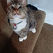 Tigger is registered to the contest to win money with this photo: cat, tabby, pet, animal, stairs, carpet, collar, bell, white_paws, looking_up, indoor, feline, cute, curious, domestic_cat, whiskers, ears, face, fur, home