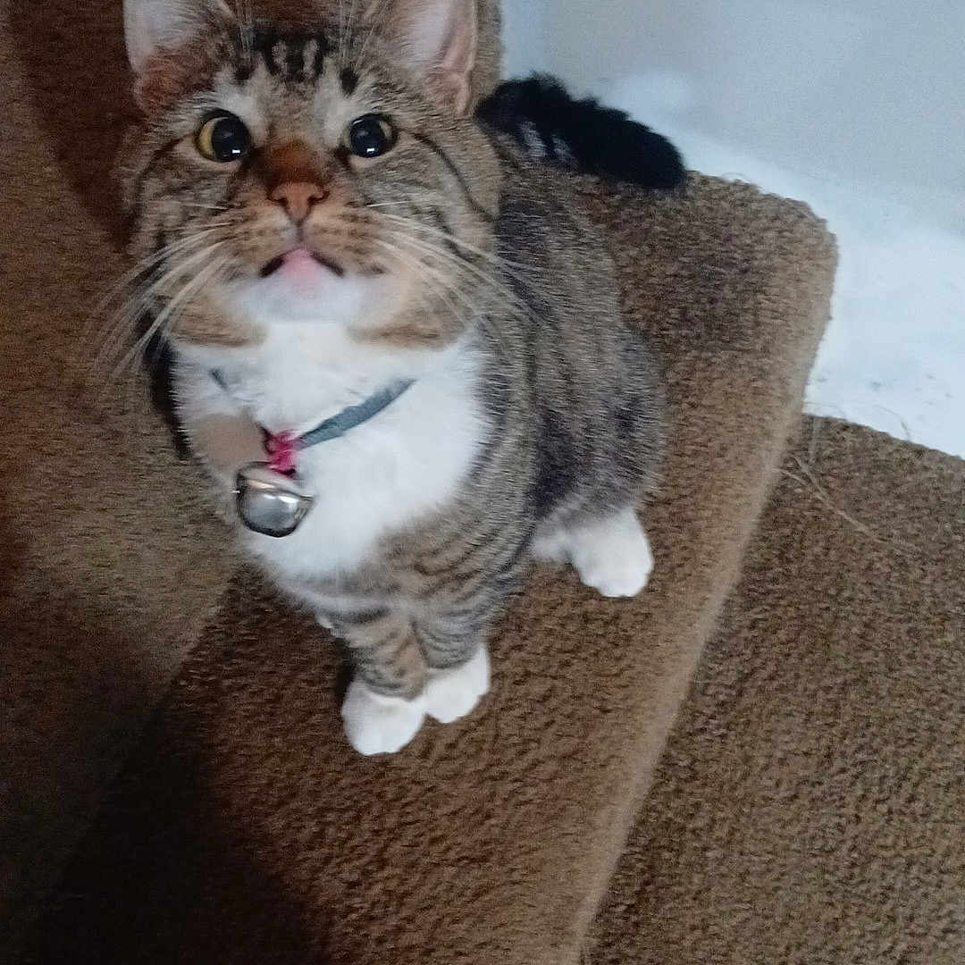 Tigger