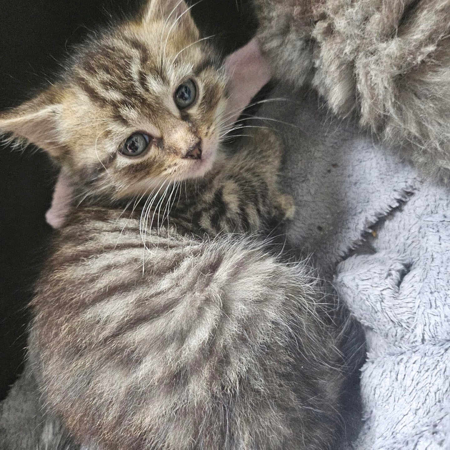Loki a rejoint le concours — aidez-le/la à gagner de superbes lots ! animal, blanket, cat, closeup, cozy, curled_up, cute, ears, fur, furry, indoor, kitten, pet, resting, sleepy, soft, tabby, tail, whiskers, young