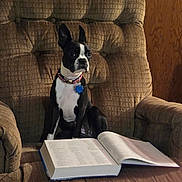 Maple joined the competition — help win amazing prizes! dog, boston_terrier, book, armchair, brown, indoor, pet, reading, collar, furniture, seated, curious, canine, focused, medium_lighting, domestic, quiet, portrait, companion, animal