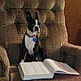 dog, boston_terrier, book, armchair, brown, indoor, pet, reading, collar, furniture, seated, curious, canine, focused, medium_lighting, domestic, quiet, portrait, companion, animal