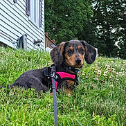 Bella Rose is registered to the contest to win money with this photo: dog, puppy, dachshund, grass, outdoor, pet, leash, harness, greenery, nature, house, sidewalk, trees, animal, cute, young, canine, fur, ears, eyes
