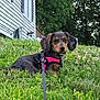 dog, puppy, dachshund, grass, outdoor, pet, leash, harness, greenery, nature, house, sidewalk, trees, animal, cute, young, canine, fur, ears, eyes
