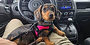 Bella Rose is registered to the contest to win money with this photo: puppy, dog, pet, car_interior, jeep, steering_wheel, gear_shift, dashboard, leash, harness, person, lap, window, outdoor, greenery, shorts, hand, seat, cute, animal