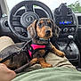 puppy, dog, pet, car_interior, jeep, steering_wheel, gear_shift, dashboard, leash, harness, person, lap, window, outdoor, greenery, shorts, hand, seat, cute, animal