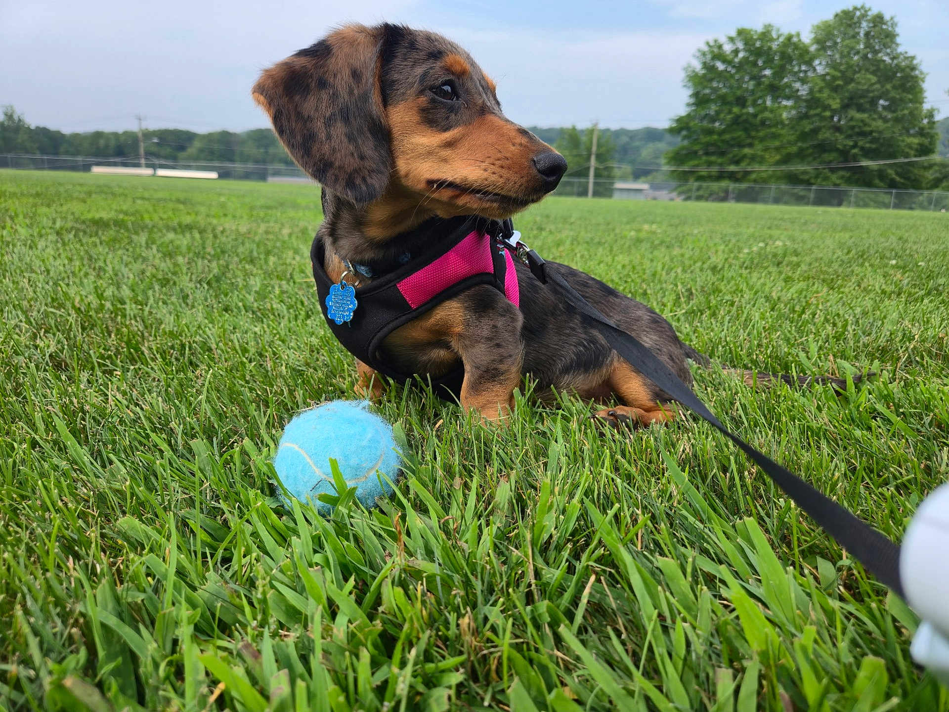 Bella Rose is registered to the contest to win money with this photo: dog, puppy, dachshund, grass, tennis_ball, leash, harness, outdoor, pet, nature, greenery, playing, animal, canine, small_dog, field, daytime, cute, young, looking_away