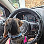 Bella Rose joined the competition — help win amazing prizes! dog, steering_wheel, jeep, car_interior, collar, harness, window, person, legs, dashboard, keys, side_mirror, seat, clothing, shorts, pet, vehicle, furry, brown_dog, black_dog