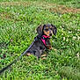 Bella Rose is registered to the contest to win money with this photo: dachshund, puppy, dog, grass, field, greenery, flower, clover, outdoor, pet, leash, harness, animal, nature, young, canine, looking_back, sitting, small_dog, curious
