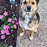canine, concrete_path, curious, dog, ears, eyes, flower_bed, fur, garden, leash, nature, outdoor, pet, pink_flowers, plant, purple_flowers, sidewalk, sitting, small_dog, sunlight