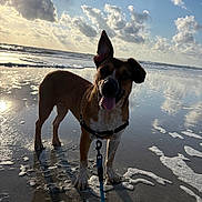 Kai joined the competition — help win amazing prizes! dog, beach, sand, water, ocean, sunlight, clouds, reflection, leash, happy, pet, animal, outdoor, nature, canine, sunset, waves, playful, shallow_water, sky