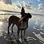 dog, beach, sand, water, ocean, sunlight, clouds, reflection, leash, happy, pet, animal, outdoor, nature, canine, sunset, waves, playful, shallow_water, sky
