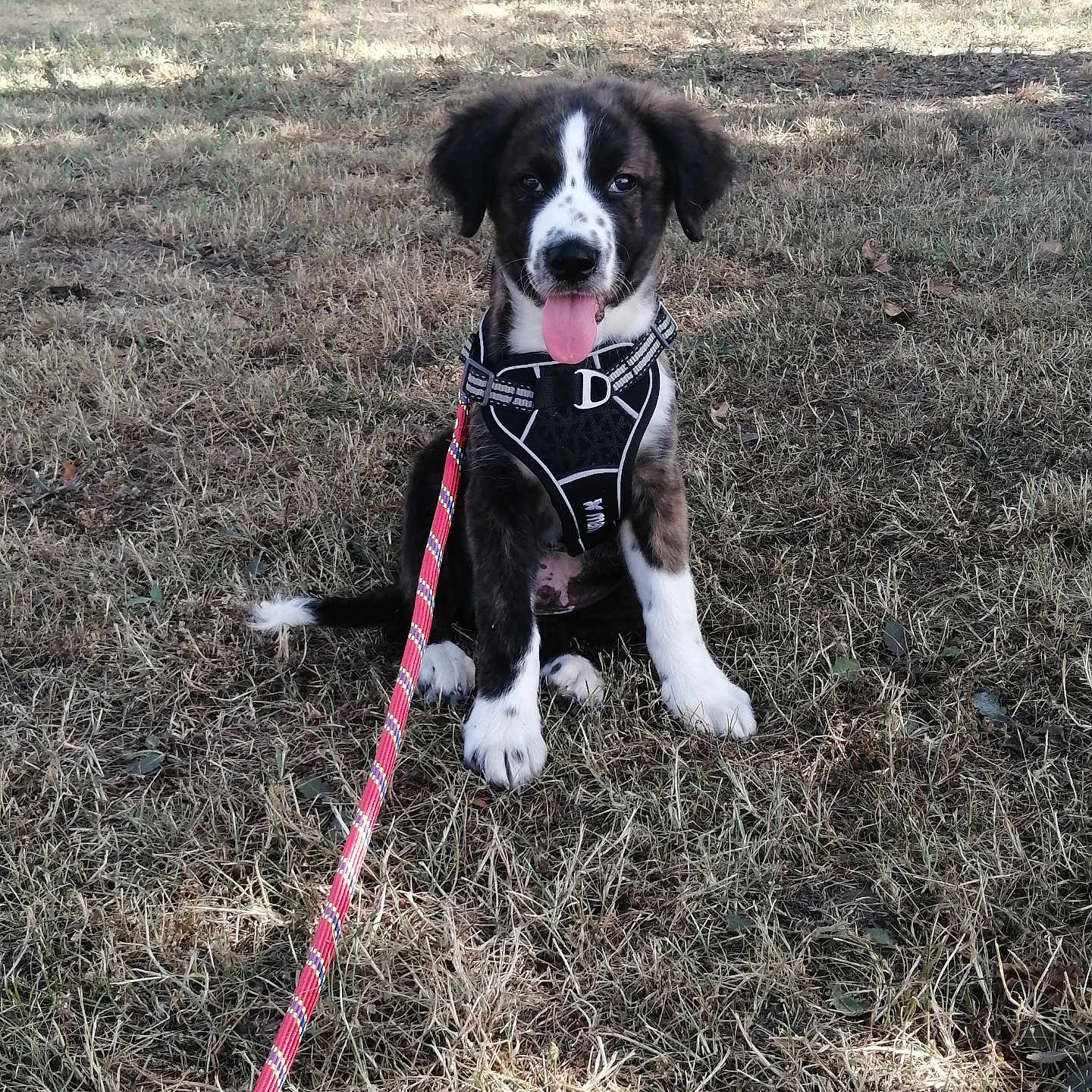 Patachon participe au concours pour gagner de l'argent avec cette photo : animal, black_and_white, canine, dog, ears, field, friendly, grass, harness, leash, nature, outdoor, pet, playful, puppy, sitting, stone_wall, sunlight, tongue_out, young_dog