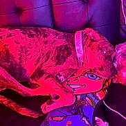 Zara joined the competition — help win amazing prizes! dog, couch, pillow, collar, brindle, white_dog, pet, indoor, snuggling, resting, cartoon_pillow, cord, colorful, cozy, fur, animal, companion, relaxing, friendship, lighting