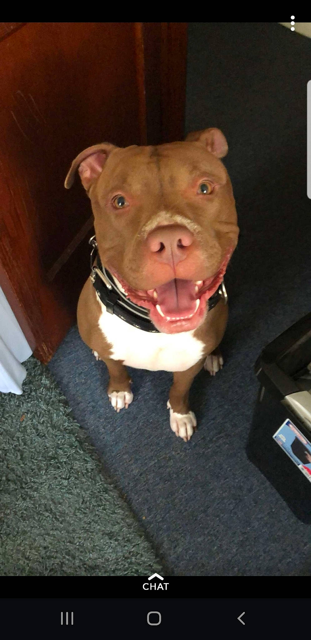Drako joined the competition — help win amazing prizes! american_pit_bull_terrier, american_staffordshire_terrier, bull_and_terrier, canidae, carnivore, companion_dog, dog, dog_breed, fawn, mammal, non_sporting_group, nose, pit_bull, puppy, rare_breed_dog, snout, staffordshire_bull_terrier, vertebrate