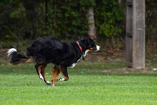 Jeepsy participe au concours pour gagner de l'argent avec cette photo : animal_sports, canidae, carnivore, companion_dog, dog, dog_breed, dog_sports, grass, grassland, herding_dog, plant, recreation, snout, sporting_group, sports, tail, terrestrial_animal, tree, working_animal, working_dog