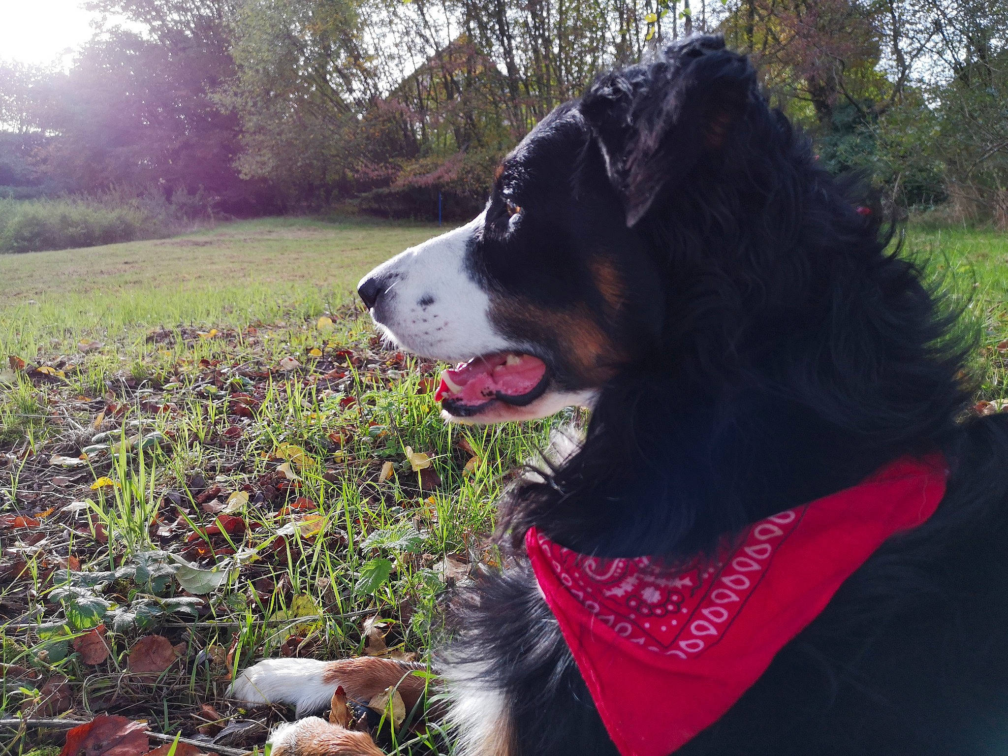 Jeepsy a rejoint le concours — aidez-le/la à gagner de superbes lots ! canidae, carnivore, collar, companion_dog, dog, dog_breed, dog_collar, dog_supply, fur, giant_dog_breed, grass, happy, herding_dog, mammal, plant, snout, sporting_group, tree, vertebrate, working_dog