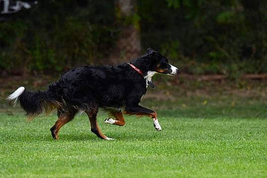 Jeepsy a rejoint le concours — aidez-le/la à gagner de superbes lots ! animal_sports, bernese_mountain_dog, canidae, carnivore, companion_dog, dog, dog_breed, dog_sports, flying_disc, frisbee_games, grass, guard_dog, herding_dog, hunting_dog, recreation, snout, sporting_group, sports, tail, working_dog