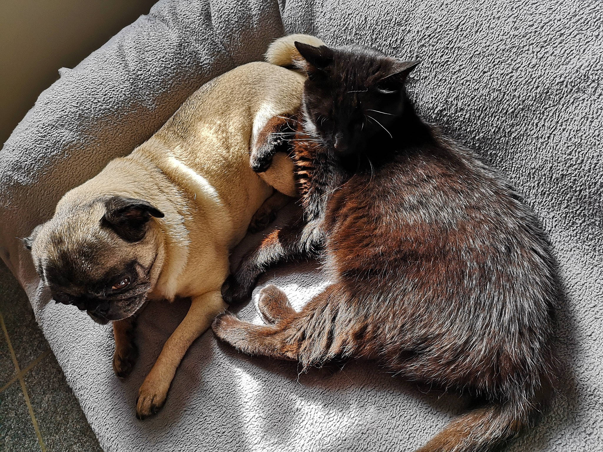 Baghera a rejoint le concours — aidez-le/la à gagner de superbes lots ! carnivore, cat, claw, comfort, companion_dog, dog_breed, domestic_short_haired_cat, fawn, felidae, fur, grey, human_leg, mammal, nap, paw, pug, small_to_medium_sized_cats, snout, tail, whiskers