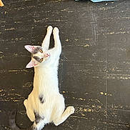 Aquarius is registered to the contest to win money with this photo: cat, white_cat, gray_spots, floor, stretching, pet, animal, indoor, curious, tail, ears, whiskers, cute, feline, looking_up, playful, domestic_cat, fur, young_cat, relaxed