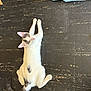 cat, white_cat, gray_spots, floor, stretching, pet, animal, indoor, curious, tail, ears, whiskers, cute, feline, looking_up, playful, domestic_cat, fur, young_cat, relaxed