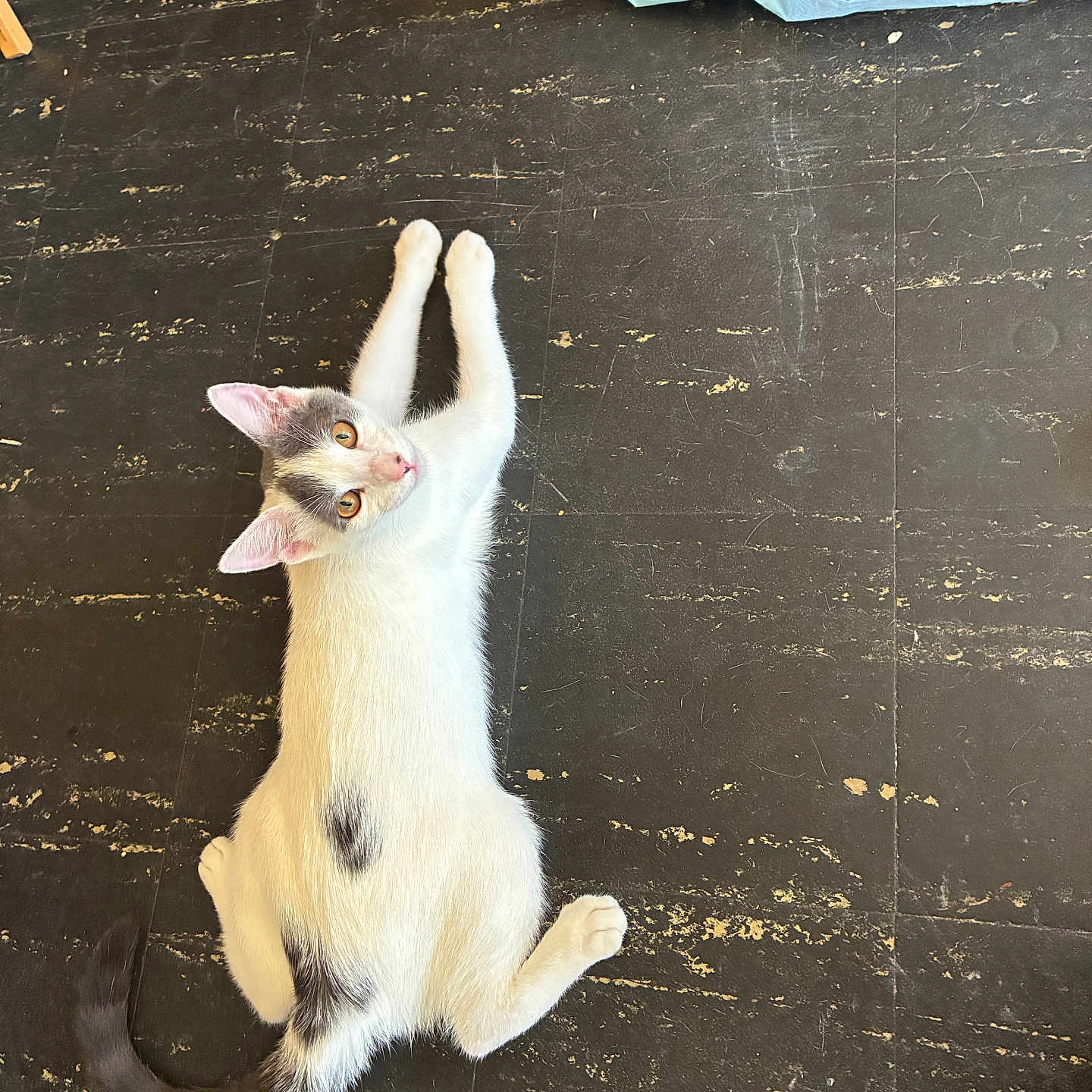 Aquarius is registered to the contest to win money with this photo: animal, cat, curious, cute, domestic_cat, ears, feline, floor, fur, gray_spots, indoor, looking_up, pet, playful, relaxed, stretching, tail, whiskers, white_cat, young_cat