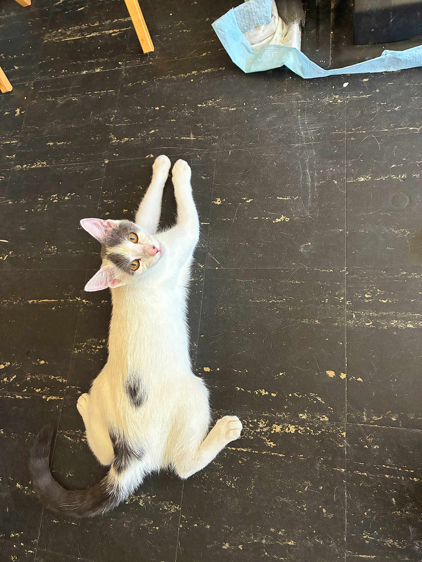 Aquarius is registered to the contest to win money with this photo: cat, white_cat, gray_spots, floor, stretching, pet, animal, indoor, curious, tail, ears, whiskers, cute, feline, looking_up, playful, domestic_cat, fur, young_cat, relaxed