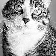 Staline Dit Mimis a rejoint le concours — aidez-le/la à gagner de superbes lots ! cat, tabby_cat, close_up, portrait, whiskers, fur, eyes, animal, pet, black_and_white, domestic_cat, face, mammal, looking, curious, feline, indoor, closeup, soft_light, detailed