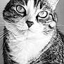 cat, tabby_cat, close_up, portrait, whiskers, fur, eyes, animal, pet, black_and_white, domestic_cat, face, mammal, looking, curious, feline, indoor, closeup, soft_light, detailed