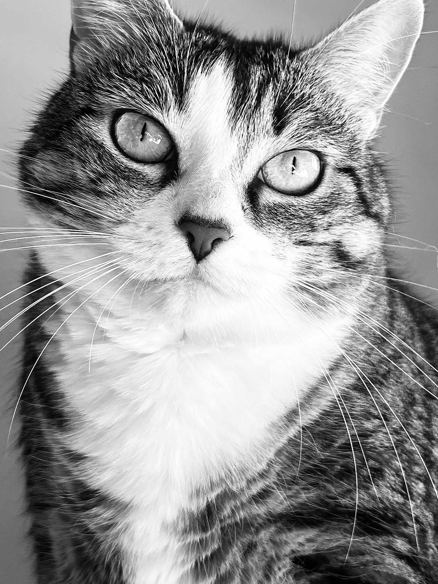 Staline Dit Mimis a rejoint le concours — aidez-le/la à gagner de superbes lots ! cat, tabby_cat, close_up, portrait, whiskers, fur, eyes, animal, pet, black_and_white, domestic_cat, face, mammal, looking, curious, feline, indoor, closeup, soft_light, detailed